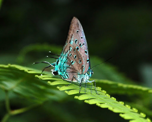 A butterfly on Volcano Trail on St. Vincent and the Grenadines.