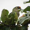 Peach-fronted Parakeet