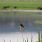 Yellow Headed Blackbird