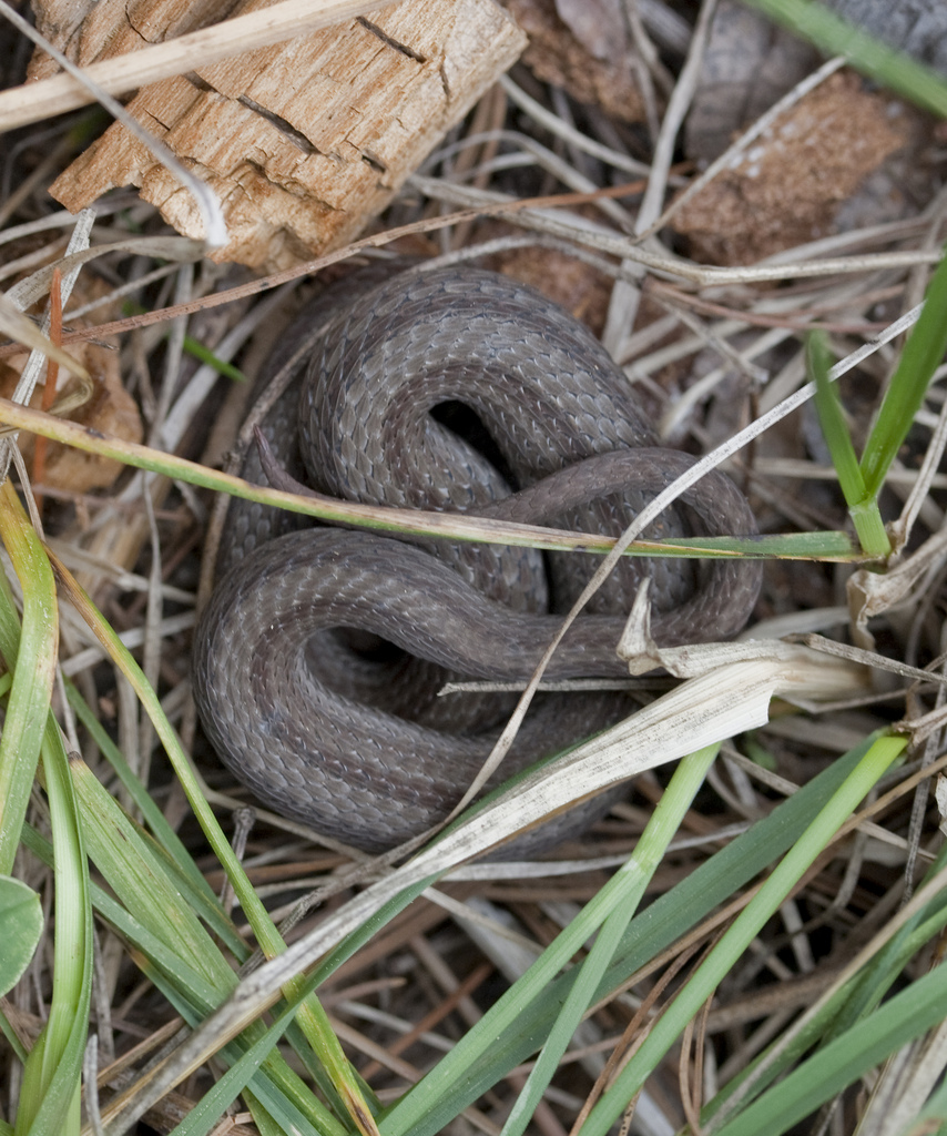 Northern Red-bellied Snake