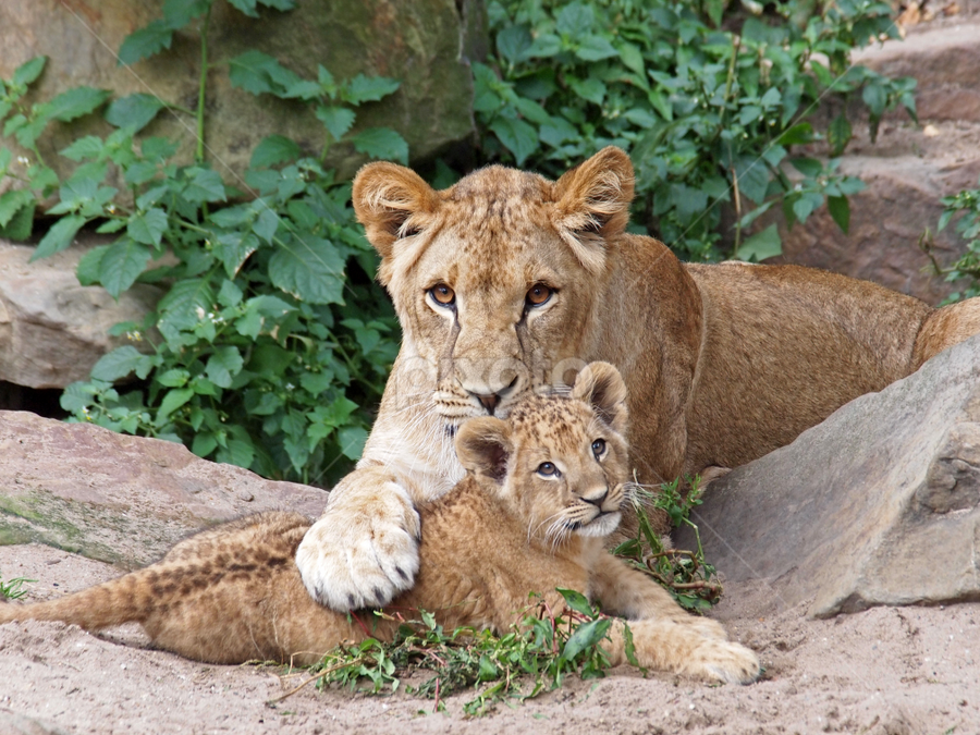 900px x 675px - Playing lionesses | Lions, Tigers & Big Cats | Animals | Pixoto