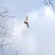Red-tailed hawk, all white, leucistic