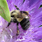 Common Eastern Bumblebee