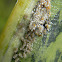planthopper nymphs & eggs