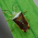 Hawthorn Shield Bug