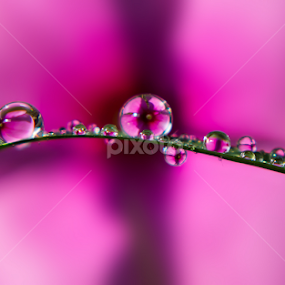 Water Dew 2 by Raj Nandi - Nature Up Close Leaves & Grasses