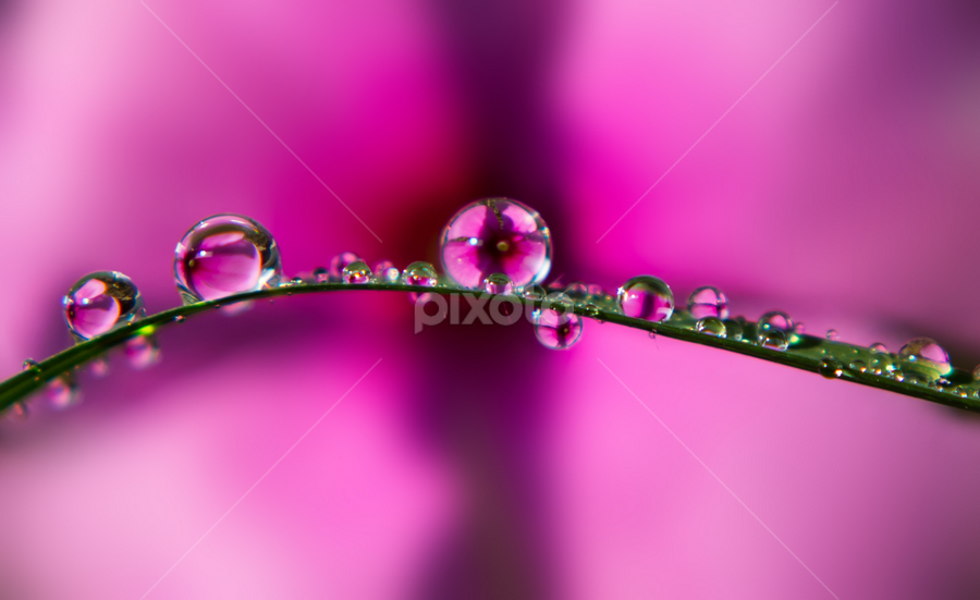 Water Dew 2 by Raj Nandi - Nature Up Close Leaves & Grasses