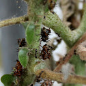 Keeled treehopper nymphs
