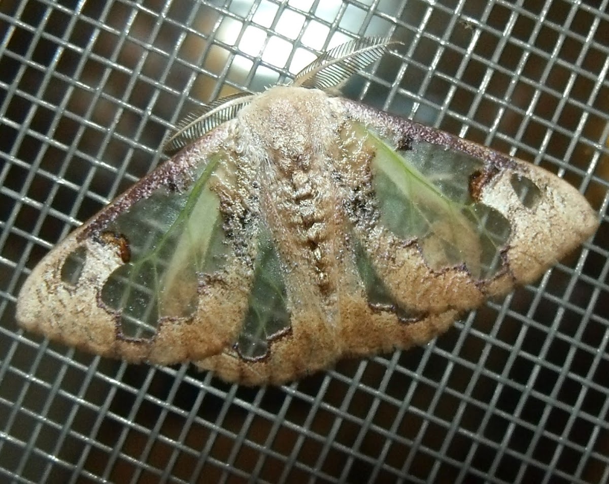 Lymantriid Moth or Tussock Moth