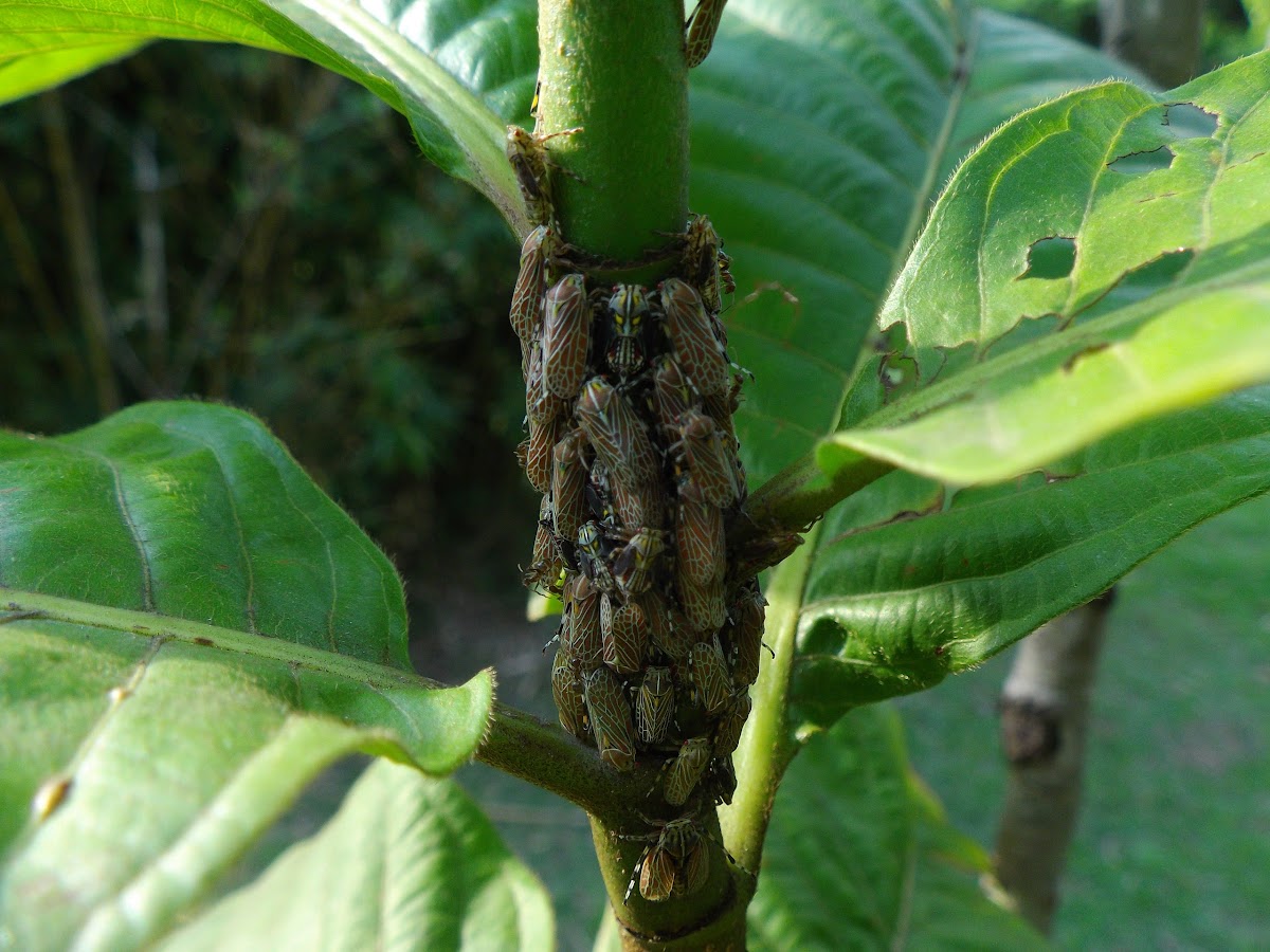 Reticulada Aetalionid Treehopper