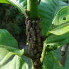 Reticulada Aetalionid Treehopper