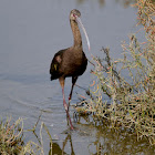 White-faced ibis