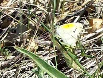 Dainty Sulfur Butterfly