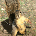 Funny Squirrel Live Wallpaper logo