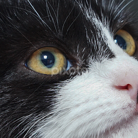 Cat portrait by Miroslav Potic - Animals - Cats Portraits