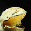 yellow amanita mushroom