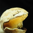 yellow amanita mushroom
