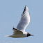 Black-headed Gull; Gaviota Reidora