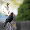 Brown-Headed Cowbird