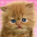 Baby Cat, Cute Live Wallpaper