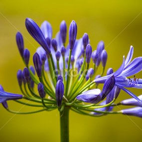 In bloom by Luís Perdigão - Flowers Single Flower