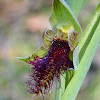 Common Beard-orchid