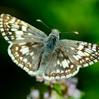 Common Checkered Skipper-Butterfly