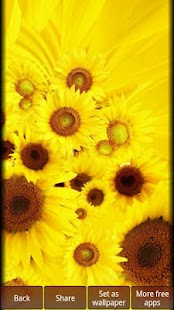 【免費生活App】Sunflowers HD Wallpapers-APP點子