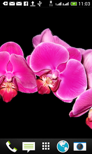 Orchids Shift Wallpaper Free