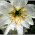 Peruvian Daffodil.