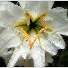 Peruvian Daffodil.