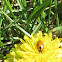 Convergent Lady Beetle