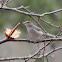 Blackcap