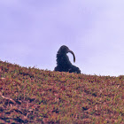 Urubu-de-cabeça-preta (Black vulture)