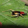 Red-headed Bush Cricket