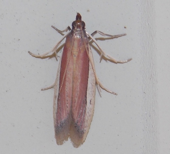 Tampa Moth
