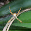 Orb Web spider