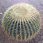 Barrel Cactus