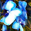 Blue mystic orchid 