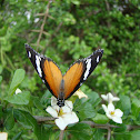 Mimic /Danaid Eggfly - female