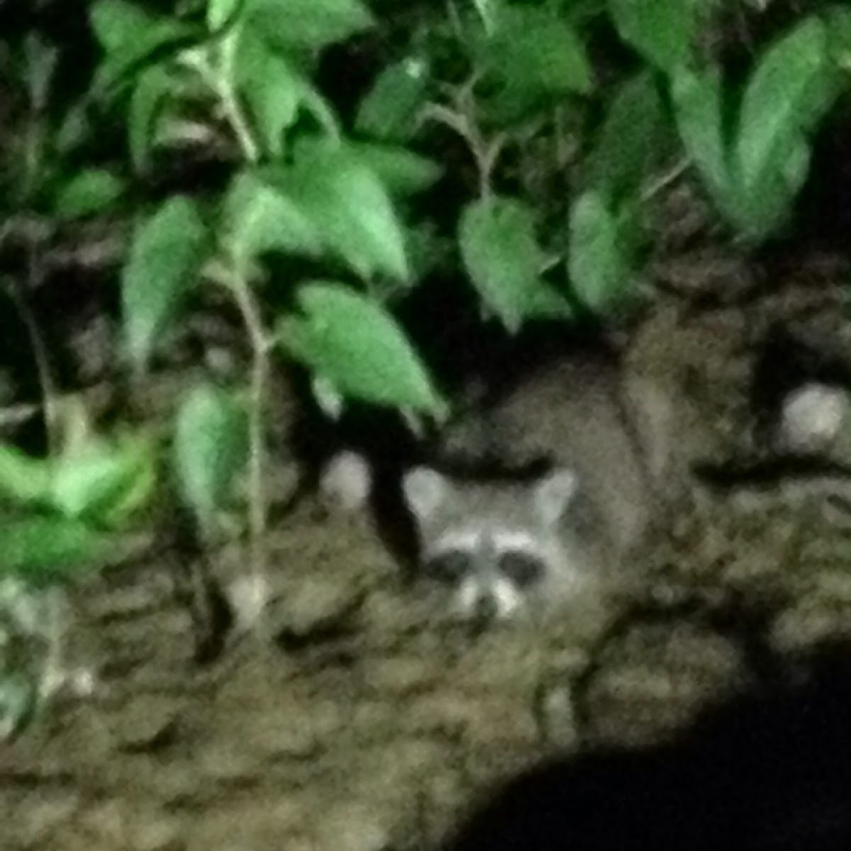 Raccoon