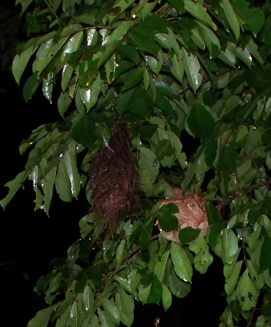 Bird Nest + Wasp Nest?