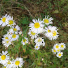 Eastern daisy fleabane