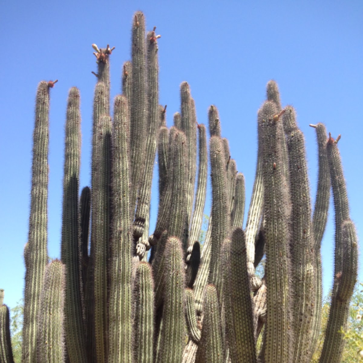 Organ Pipe Cactus
