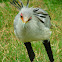 Secretarybird