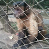 Mono Capuchino Negro