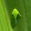 leafhopper nymph