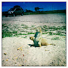 Prairie dog