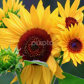 Sunflower Bunch by Sherri Woodbridge - Flowers Flower Gardens