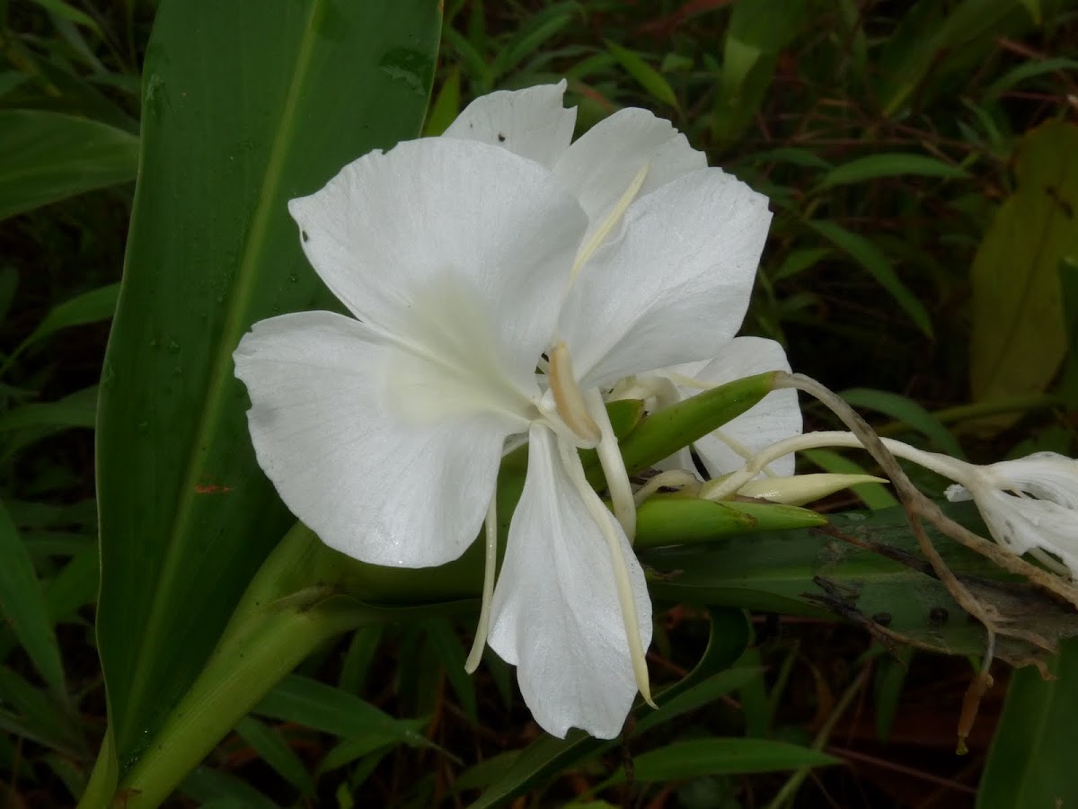 White Butterfly Ginger Project Noah